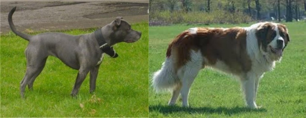 Moscow Watchdog vs Irish Bull Terrier - Breed Comparison