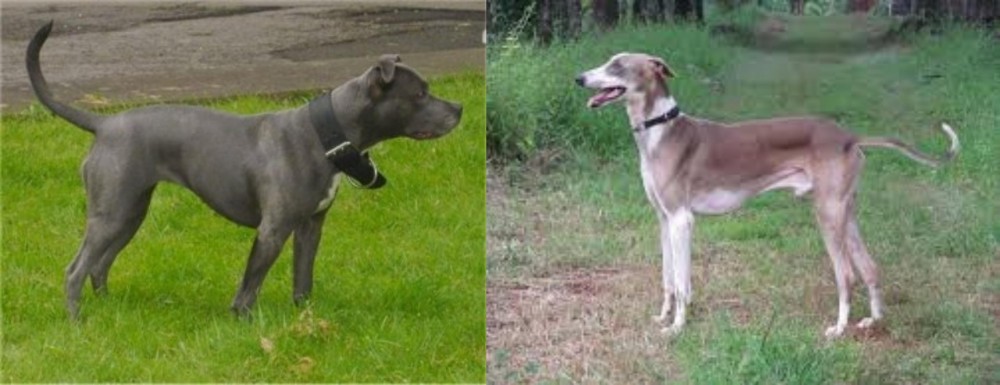 Mudhol Hound vs Irish Bull Terrier - Breed Comparison