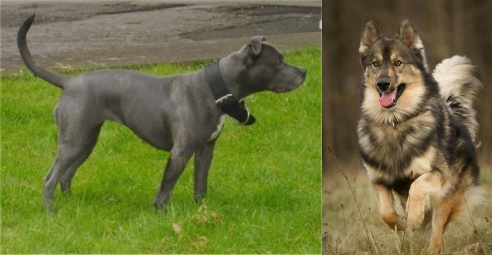 Native American Indian Dog vs Irish Bull Terrier - Breed Comparison