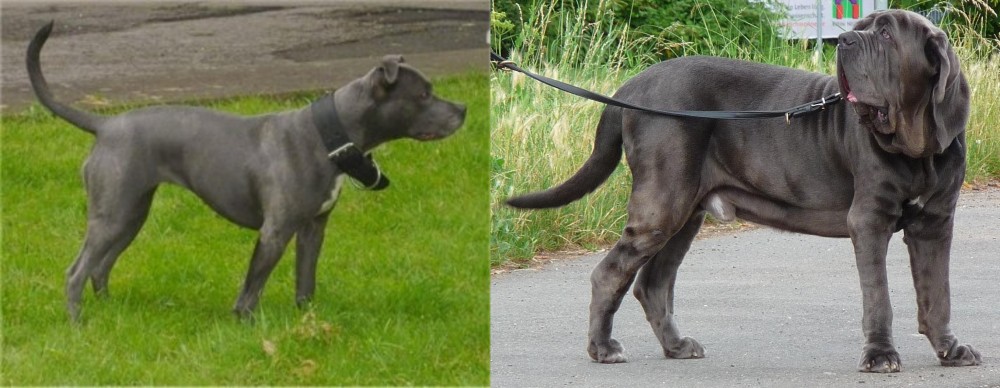 Neapolitan Mastiff vs Irish Bull Terrier - Breed Comparison