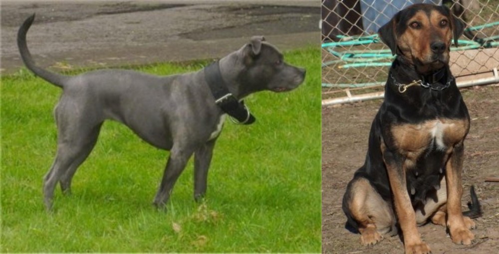 New Zealand Huntaway vs Irish Bull Terrier - Breed Comparison