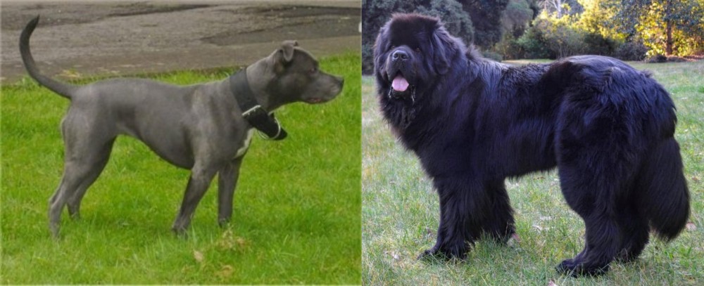 Newfoundland Dog vs Irish Bull Terrier - Breed Comparison