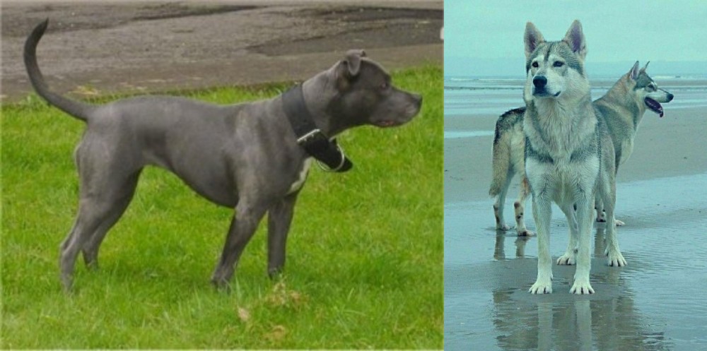 Northern Inuit Dog vs Irish Bull Terrier - Breed Comparison