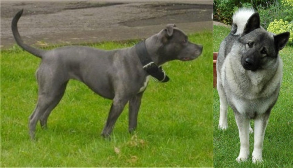 Norwegian Elkhound vs Irish Bull Terrier - Breed Comparison