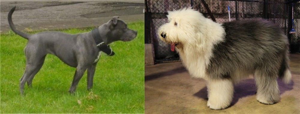 Old English Sheepdog vs Irish Bull Terrier - Breed Comparison