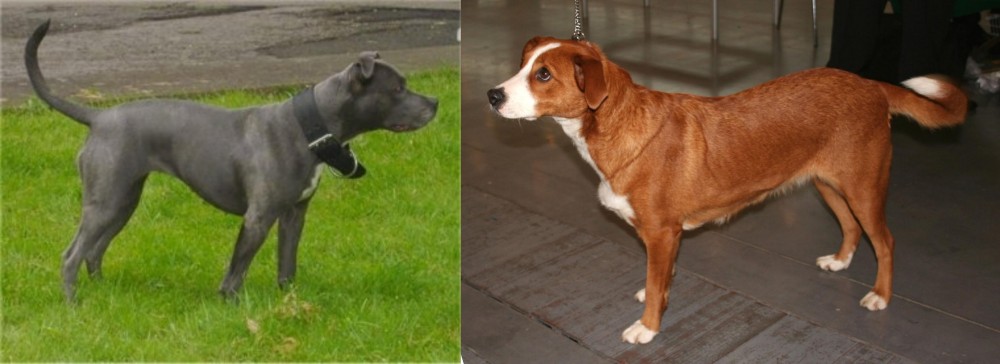 Osterreichischer Kurzhaariger Pinscher vs Irish Bull Terrier - Breed Comparison