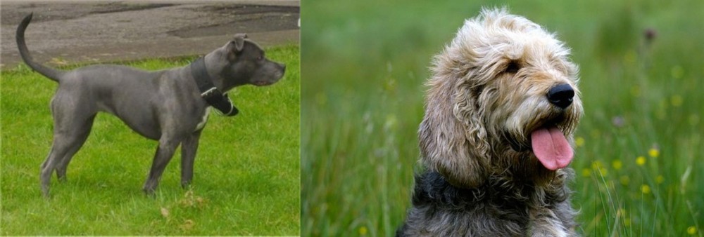 Otterhound vs Irish Bull Terrier - Breed Comparison