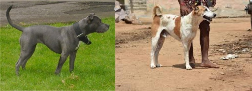 Pandikona vs Irish Bull Terrier - Breed Comparison