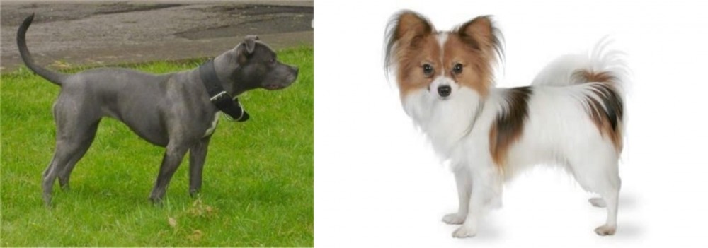 Papillon vs Irish Bull Terrier - Breed Comparison