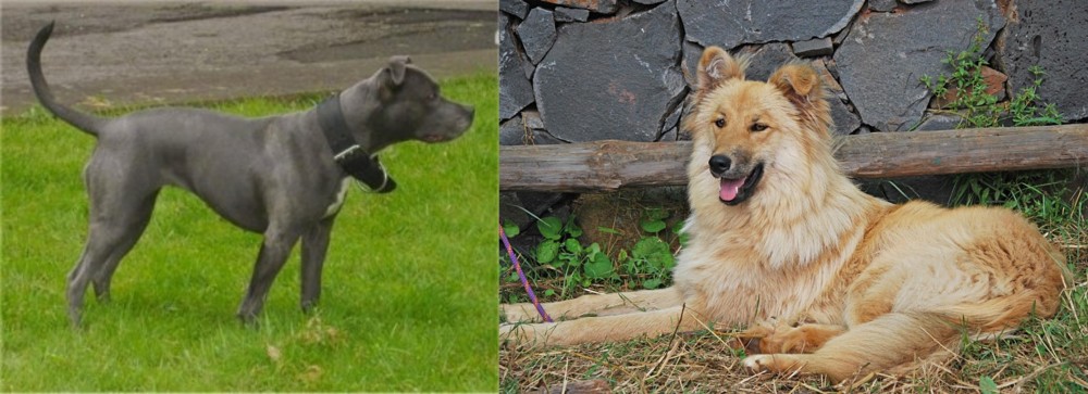Pastor Garafiano vs Irish Bull Terrier - Breed Comparison