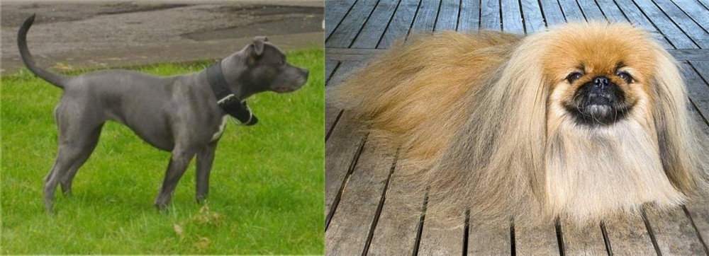 Pekingese vs Irish Bull Terrier - Breed Comparison