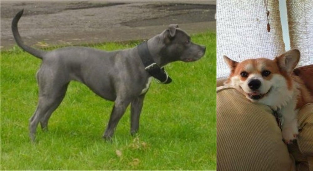 Pembroke Welsh Corgi vs Irish Bull Terrier - Breed Comparison