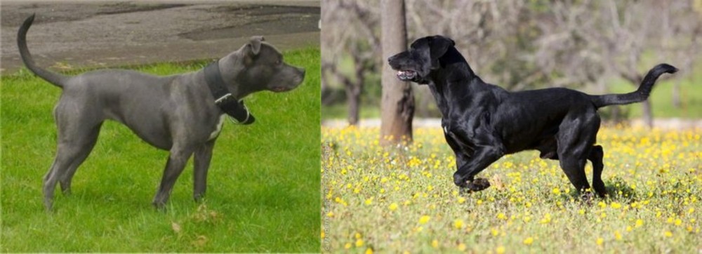 Perro de Pastor Mallorquin vs Irish Bull Terrier - Breed Comparison