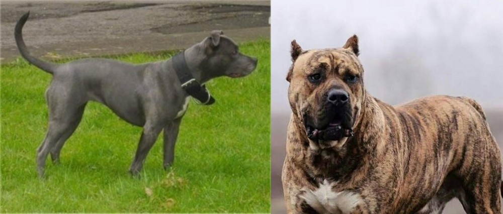 Perro de Presa Canario vs Irish Bull Terrier - Breed Comparison