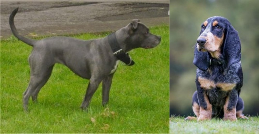 Petit Bleu de Gascogne vs Irish Bull Terrier - Breed Comparison