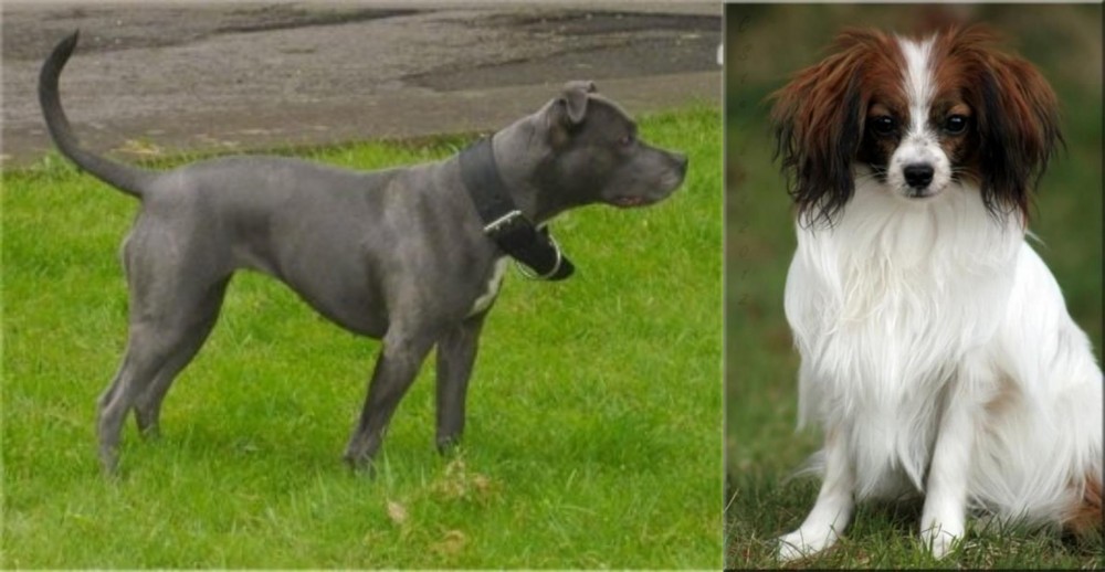 Phalene vs Irish Bull Terrier - Breed Comparison