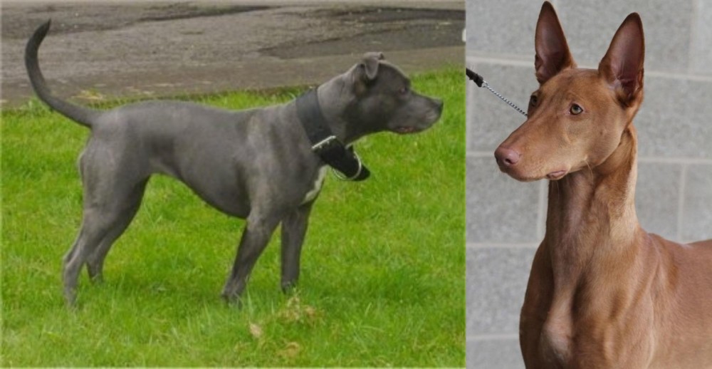 Pharaoh Hound vs Irish Bull Terrier - Breed Comparison