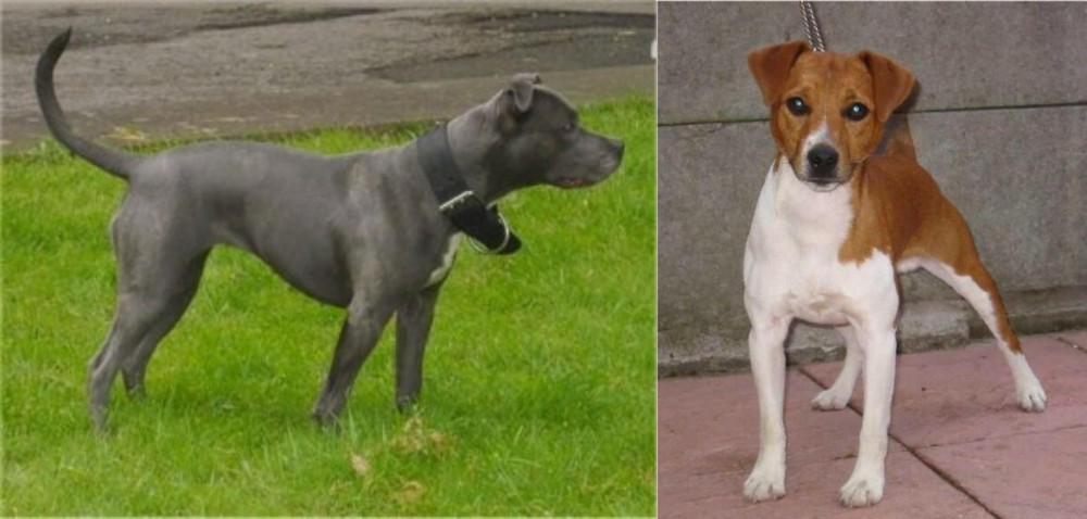 Plummer Terrier vs Irish Bull Terrier - Breed Comparison