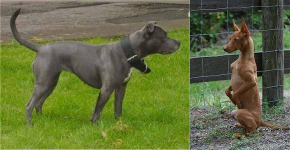 Podenco Andaluz vs Irish Bull Terrier - Breed Comparison
