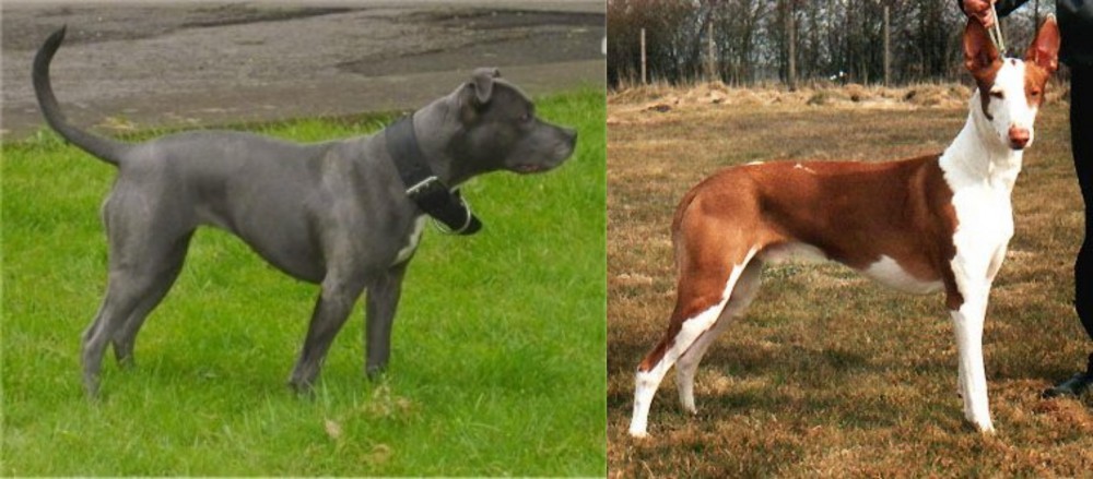 Podenco Canario vs Irish Bull Terrier - Breed Comparison