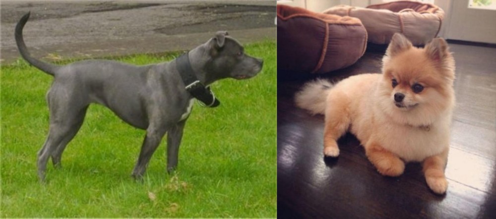 Pomeranian vs Irish Bull Terrier - Breed Comparison