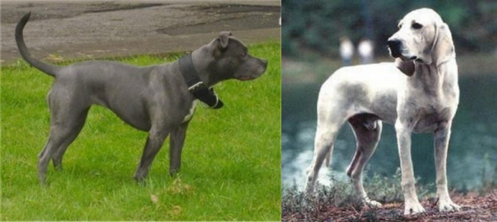 Porcelaine vs Irish Bull Terrier - Breed Comparison
