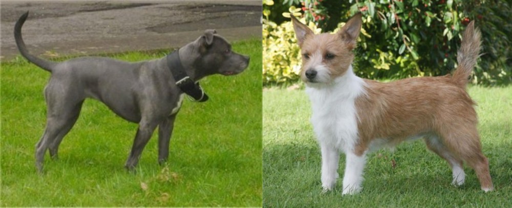 Portuguese Podengo vs Irish Bull Terrier - Breed Comparison