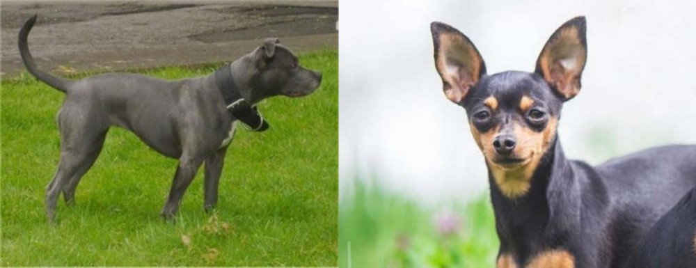 Prazsky Krysarik vs Irish Bull Terrier - Breed Comparison