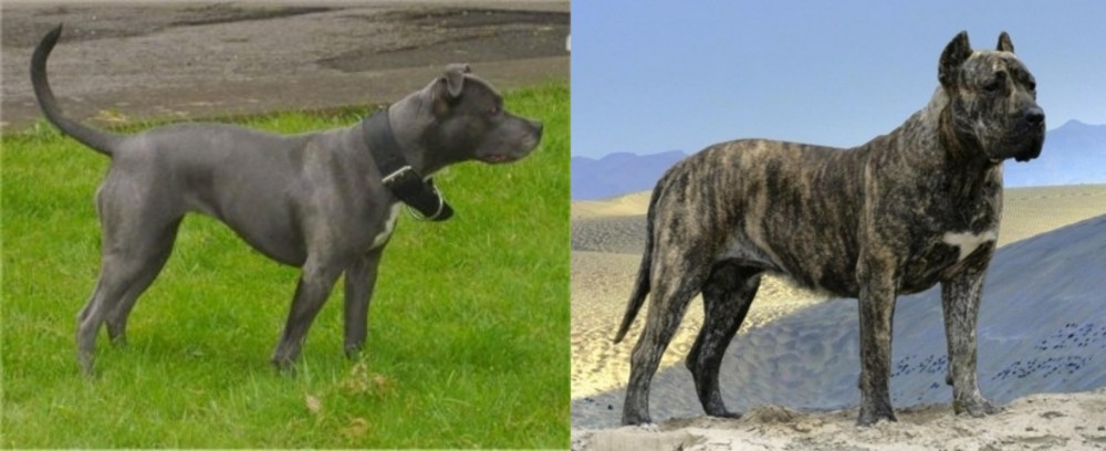 Presa Canario vs Irish Bull Terrier - Breed Comparison