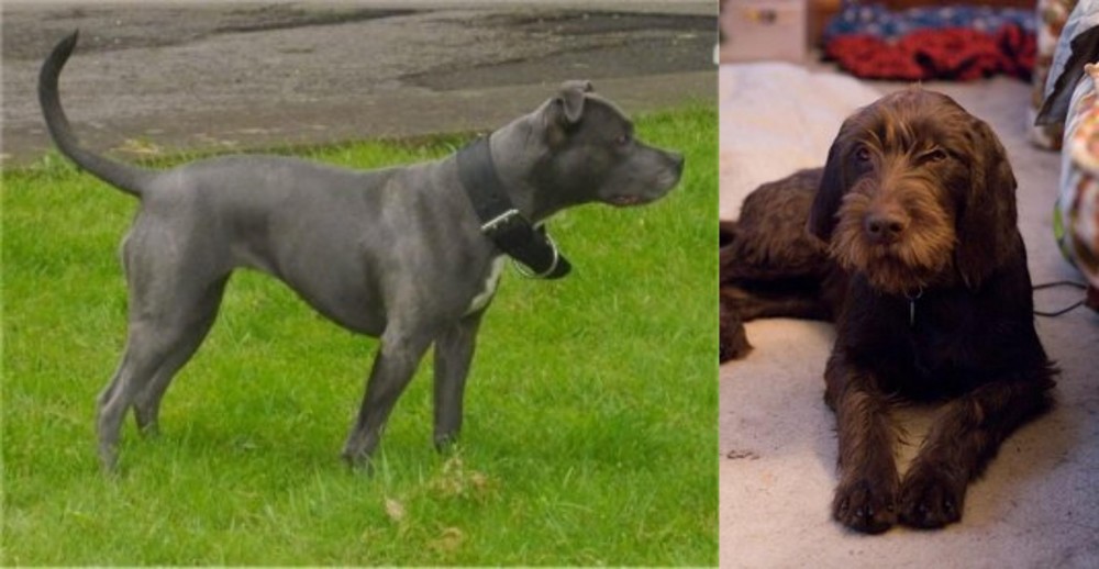 Pudelpointer vs Irish Bull Terrier - Breed Comparison