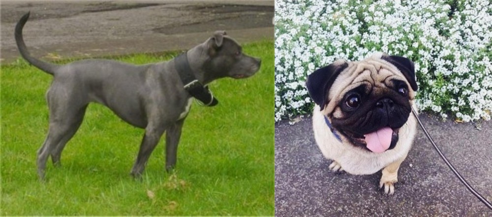 Pug vs Irish Bull Terrier - Breed Comparison
