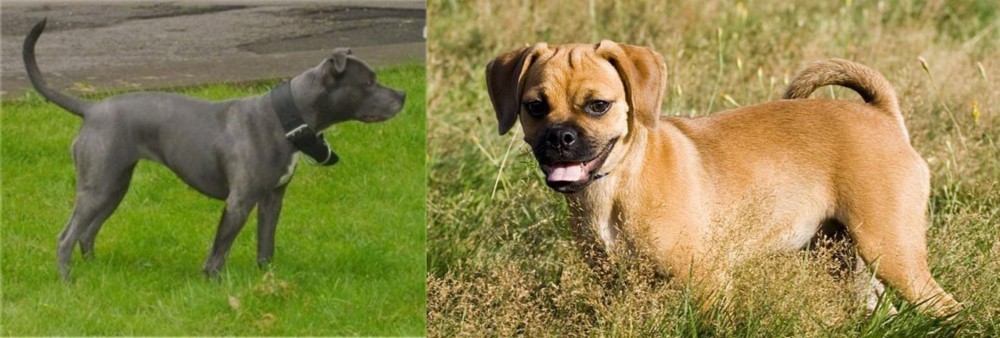 Puggle vs Irish Bull Terrier - Breed Comparison