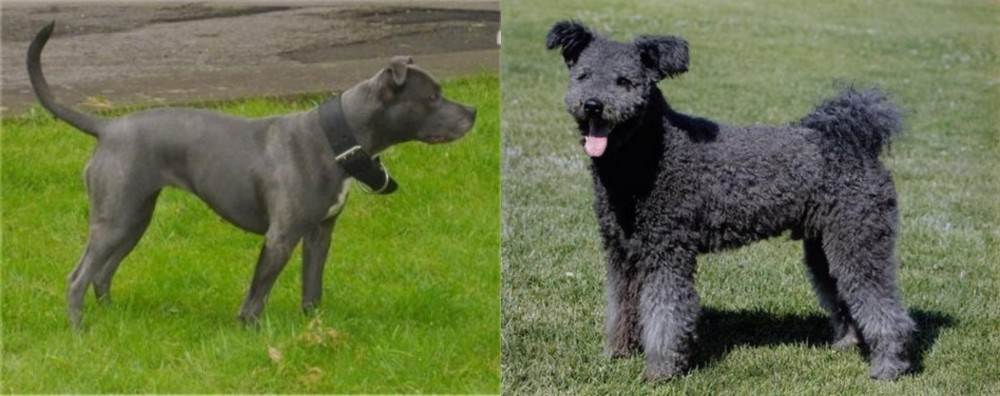 Pumi vs Irish Bull Terrier - Breed Comparison