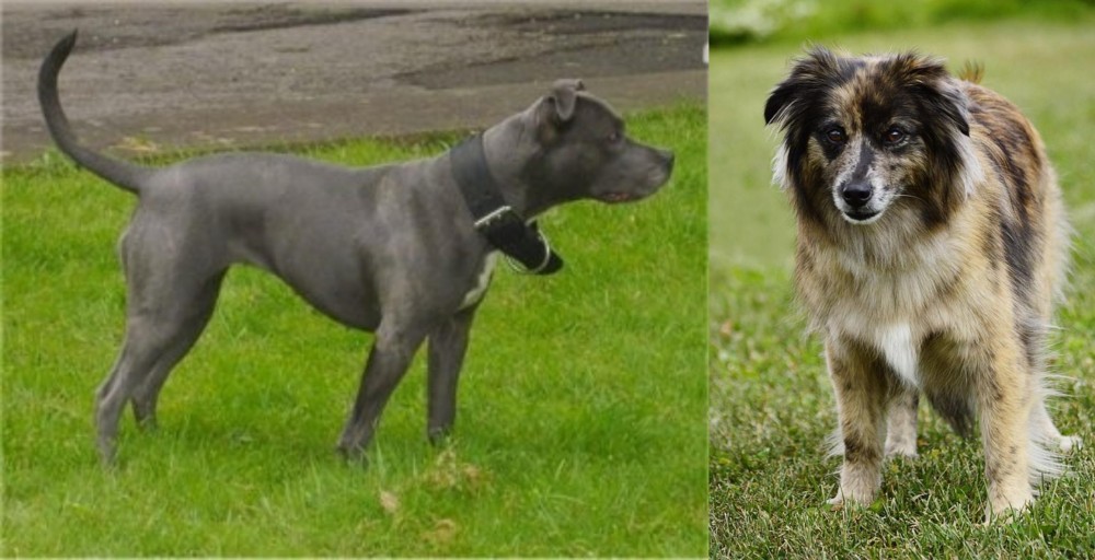 Pyrenean Shepherd vs Irish Bull Terrier - Breed Comparison