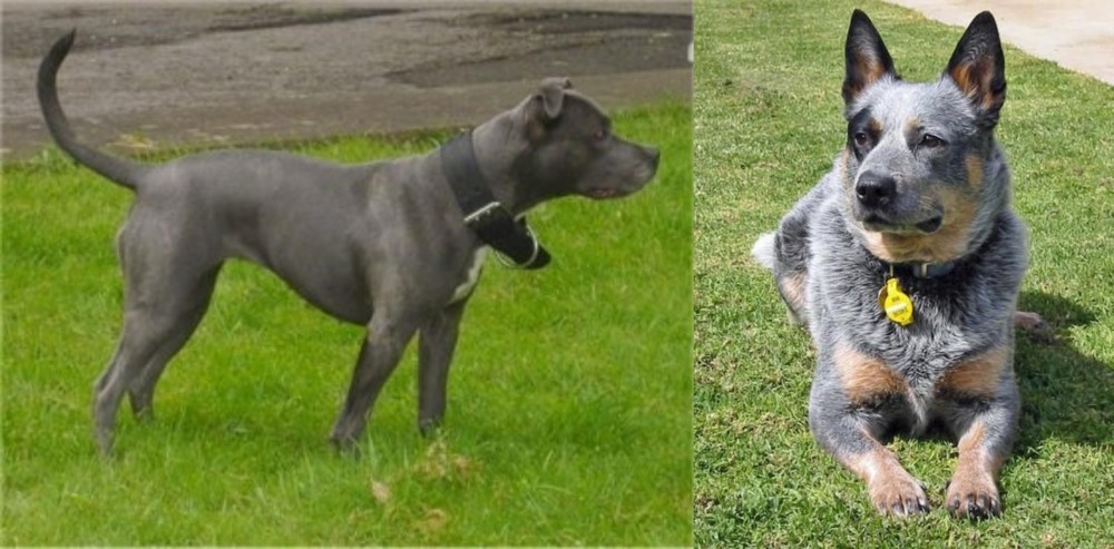 Queensland Heeler vs Irish Bull Terrier - Breed Comparison