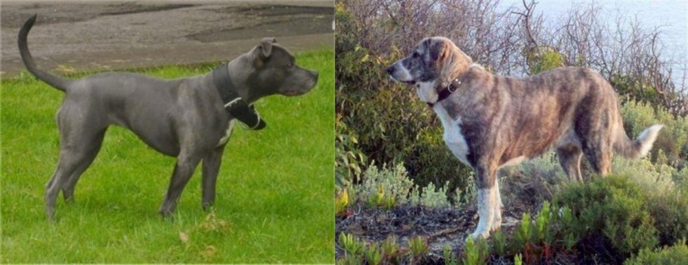 Rafeiro do Alentejo vs Irish Bull Terrier - Breed Comparison