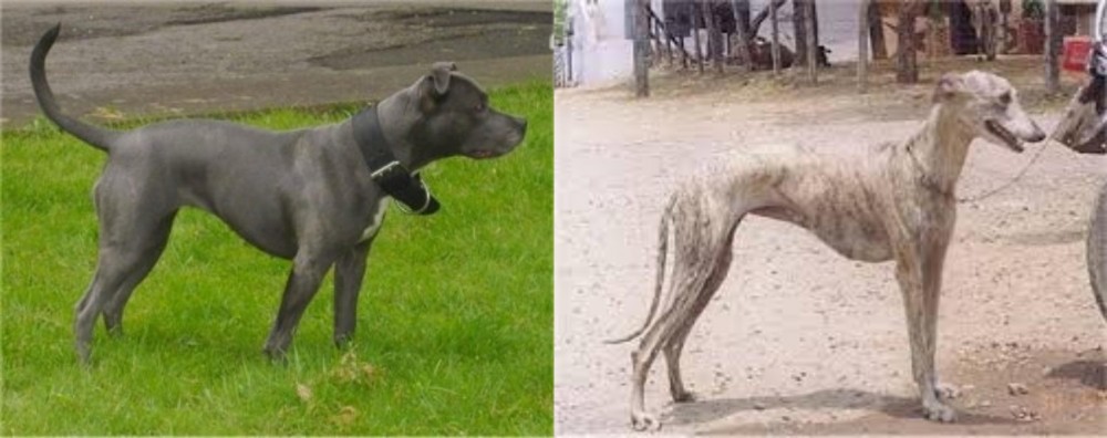 Rampur Greyhound vs Irish Bull Terrier - Breed Comparison