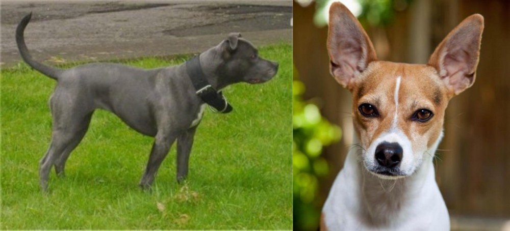 Rat Terrier vs Irish Bull Terrier - Breed Comparison