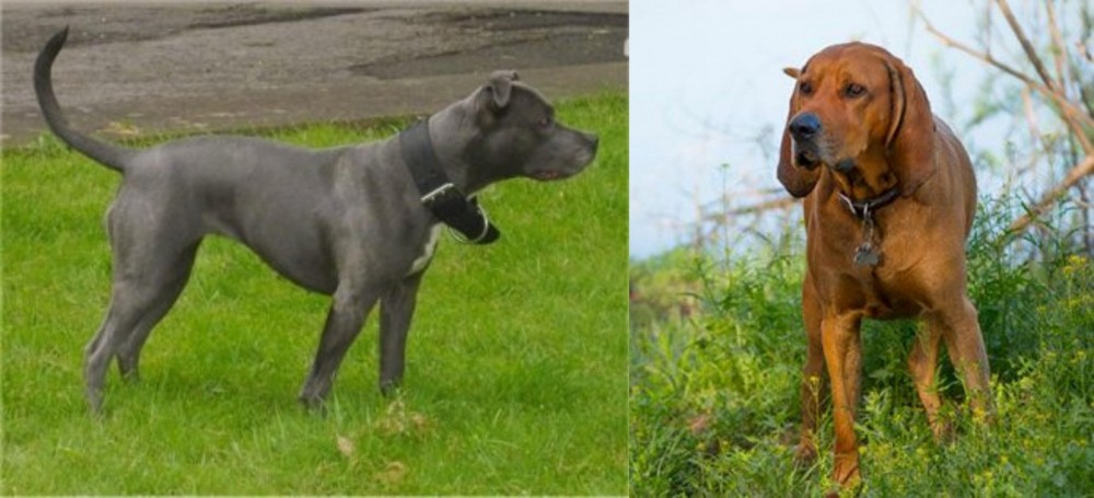 Redbone Coonhound vs Irish Bull Terrier - Breed Comparison
