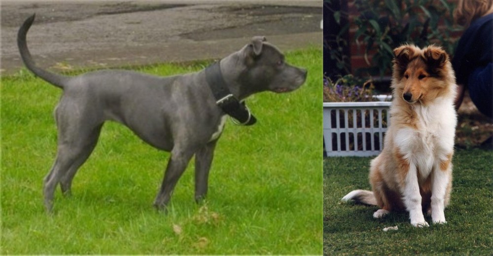 Rough Collie vs Irish Bull Terrier - Breed Comparison