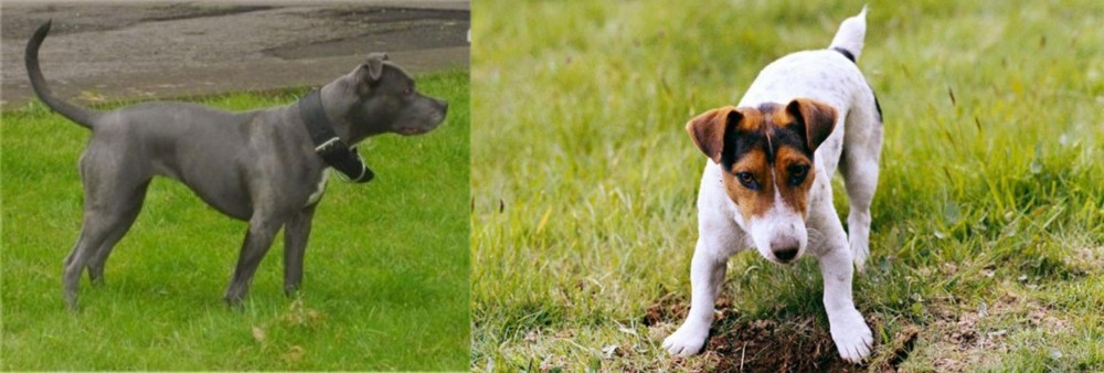Russell Terrier vs Irish Bull Terrier - Breed Comparison