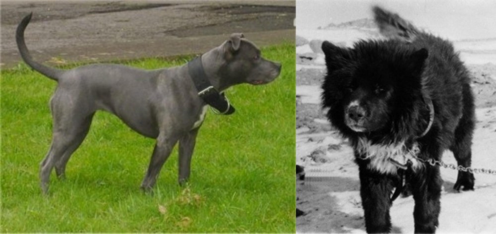 Sakhalin Husky vs Irish Bull Terrier - Breed Comparison