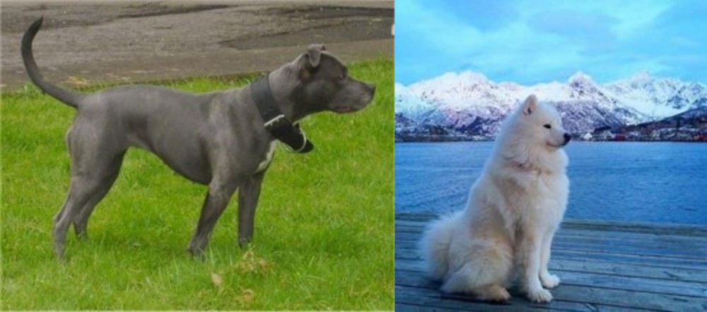Samoyed vs Irish Bull Terrier - Breed Comparison