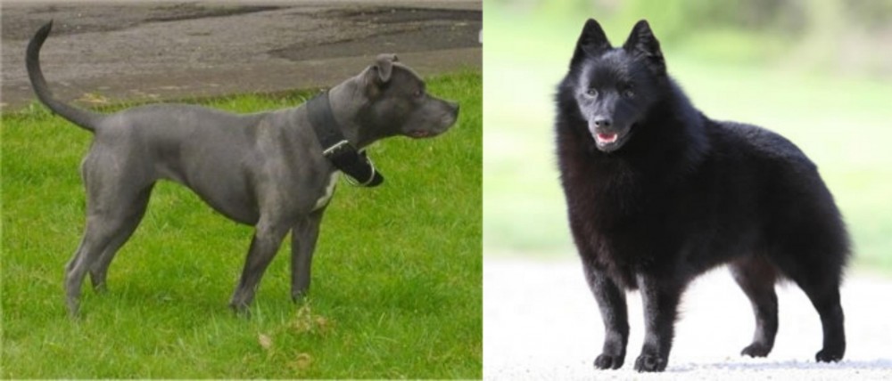 Schipperke vs Irish Bull Terrier - Breed Comparison