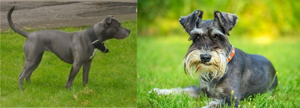 Schnauzer vs Irish Bull Terrier - Breed Comparison