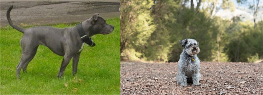 Schnoodle vs Irish Bull Terrier - Breed Comparison