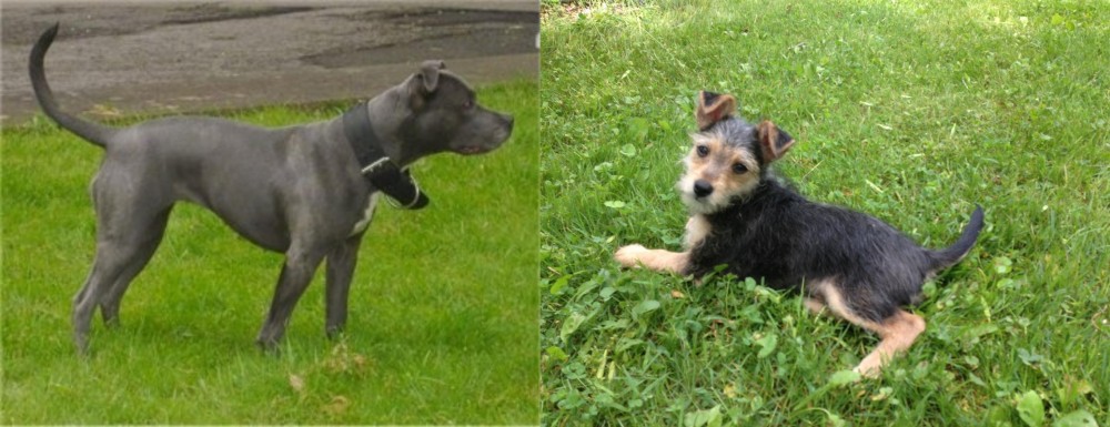Schnorkie vs Irish Bull Terrier - Breed Comparison