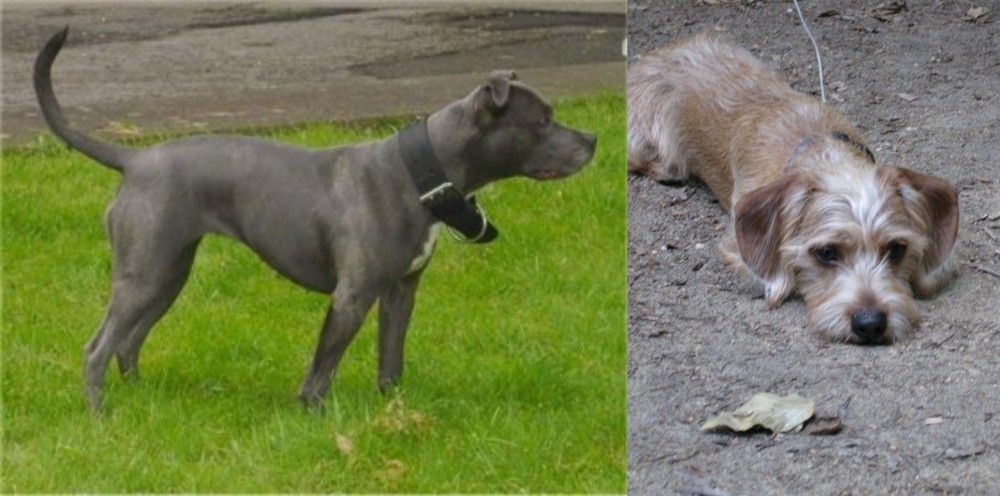 Schweenie vs Irish Bull Terrier - Breed Comparison
