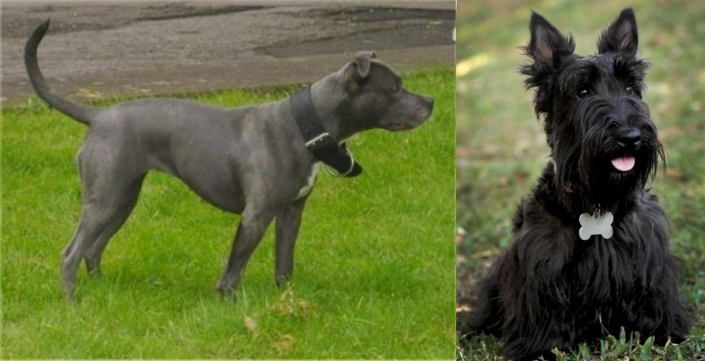 Scoland Terrier vs Irish Bull Terrier - Breed Comparison