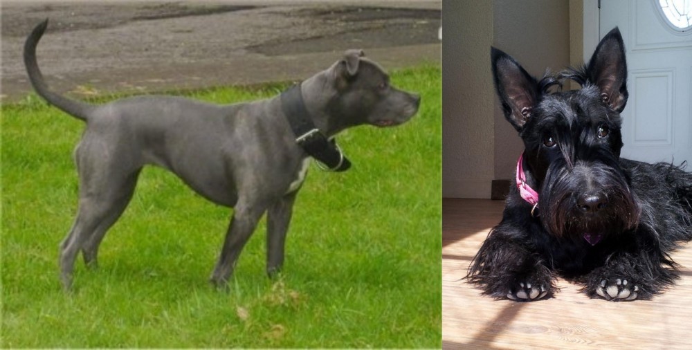 Scottish Terrier vs Irish Bull Terrier - Breed Comparison